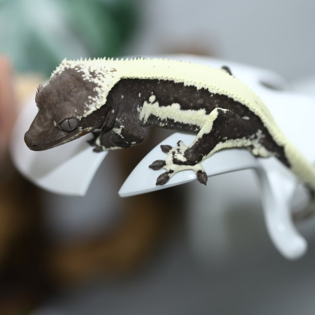 릴잔틱 솔리드백