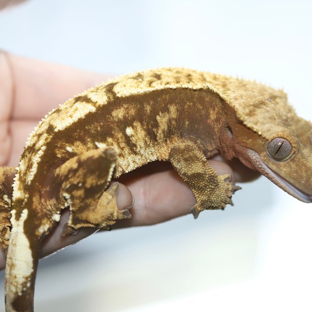 노멀 레드 화이트포트홀 트라이