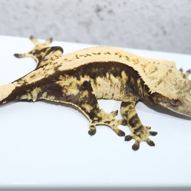 노멀 블랙 화이트 쿼드 화이트핀