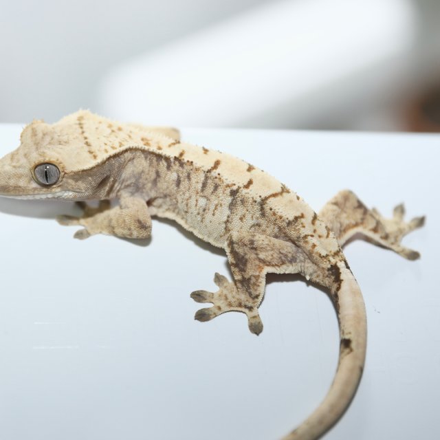 노멀 드리피 화이트스팟