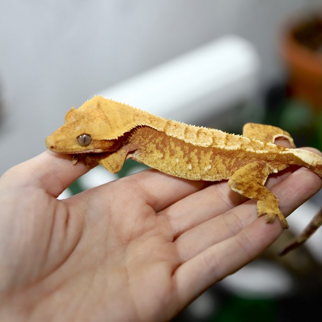 노멀 레드 트라이