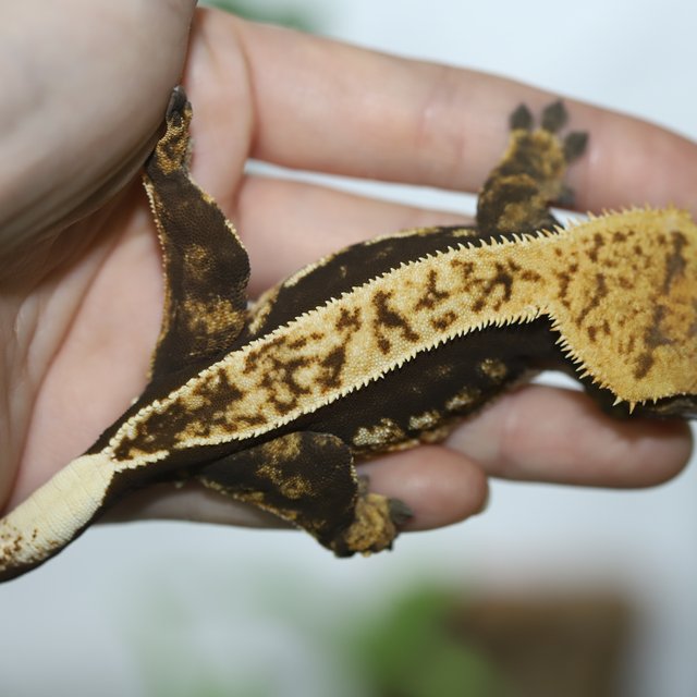 노멀 풀핀 쿼드 다크