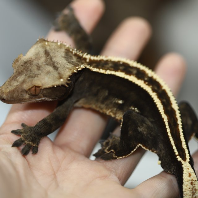 100%헷아잔틱 엠티백