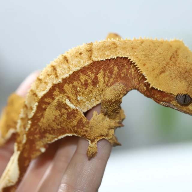 노멀 레드 트라이