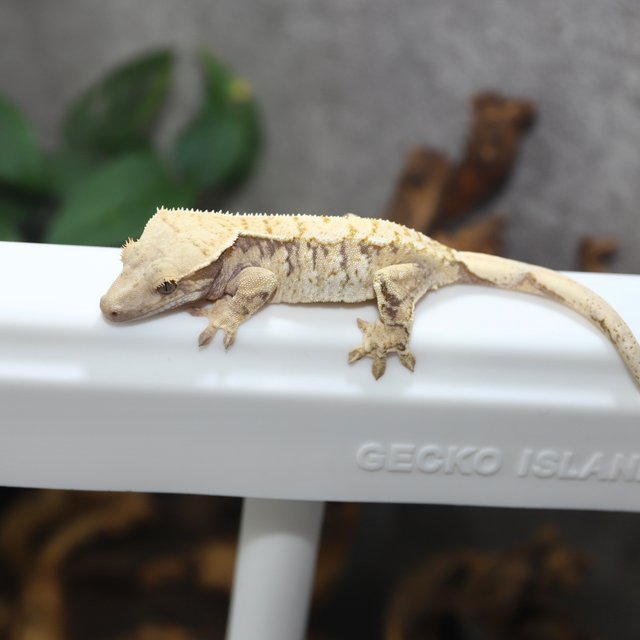 노멀 드리피 화이트스팟