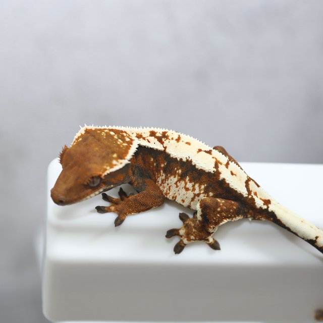 텐저린 세이블 화이트핀