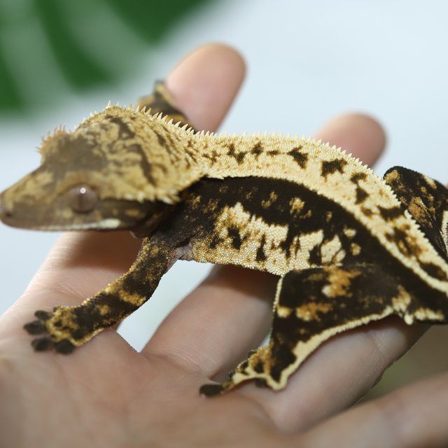 노멀 풀핀 쿼드 다크