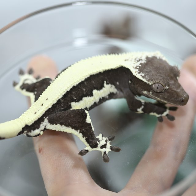 릴잔틱 솔리드백