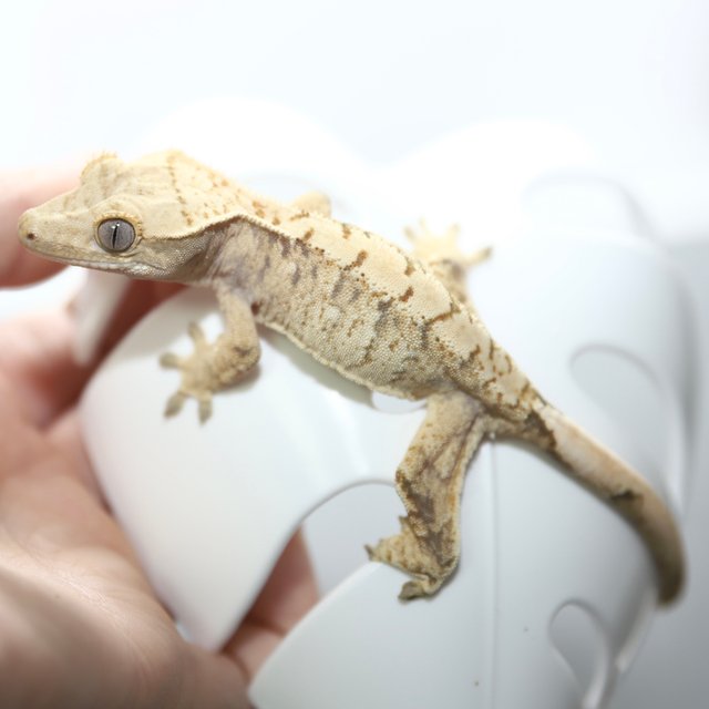 노멀 드리피 화이트스팟