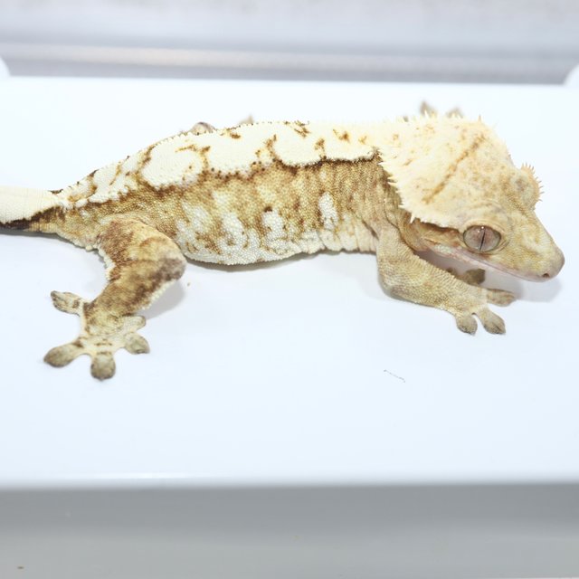 노멀 드리피 화이트스팟 화이트핀 크림시클