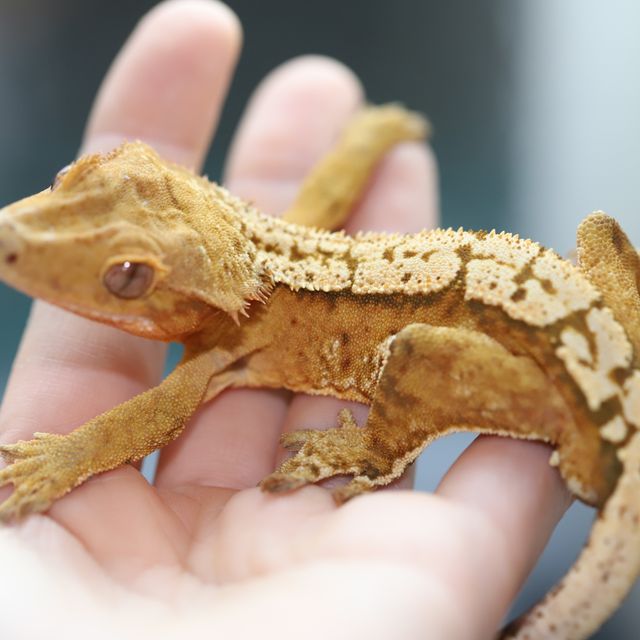 크림 옐로우 크림시클