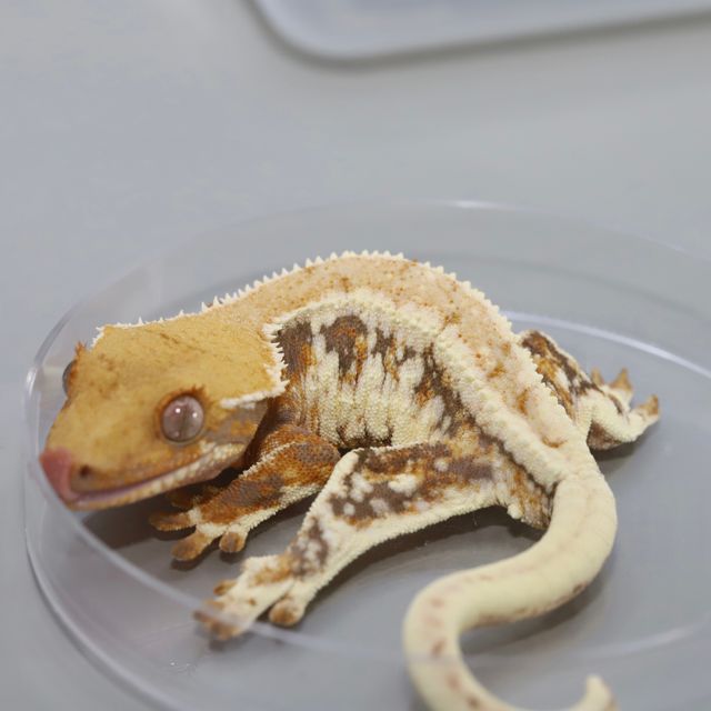 릴리화이트