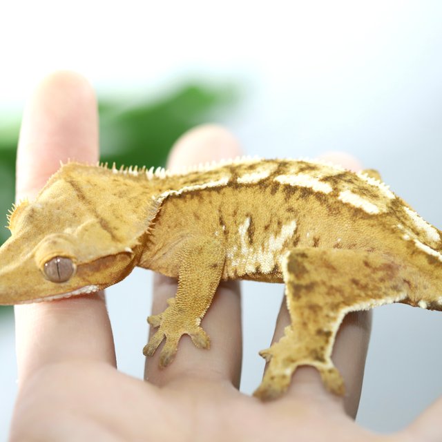 크림 크림시클 옐로우