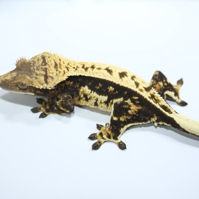 노멀 풀핀 쿼드 다크