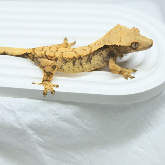 트라이