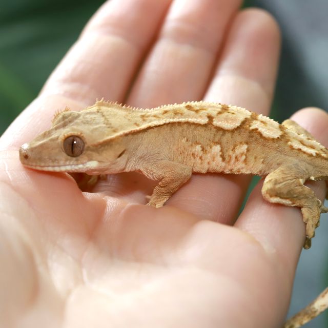 옐로우 크림 크림시클 노멀