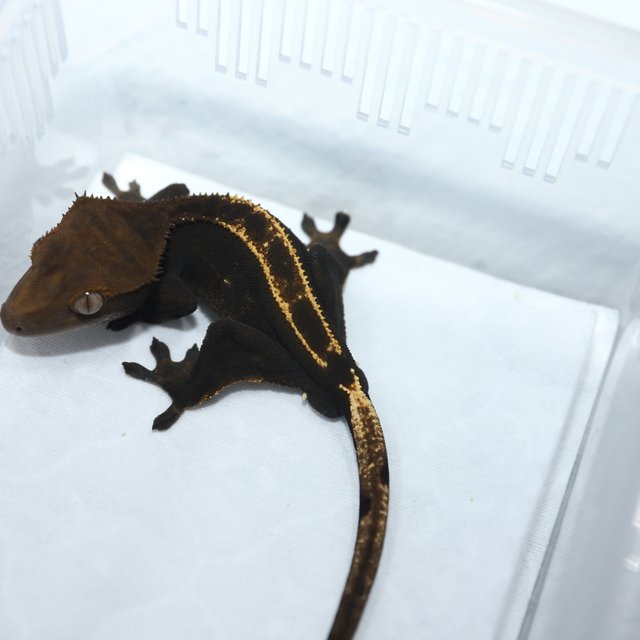 100%헷아잔틱 다크