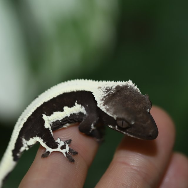 릴잔틱 솔리드백