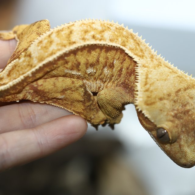 드리피 레드 노멀