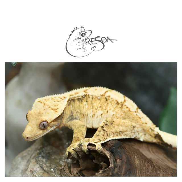 노멀 드리피 화이트스팟