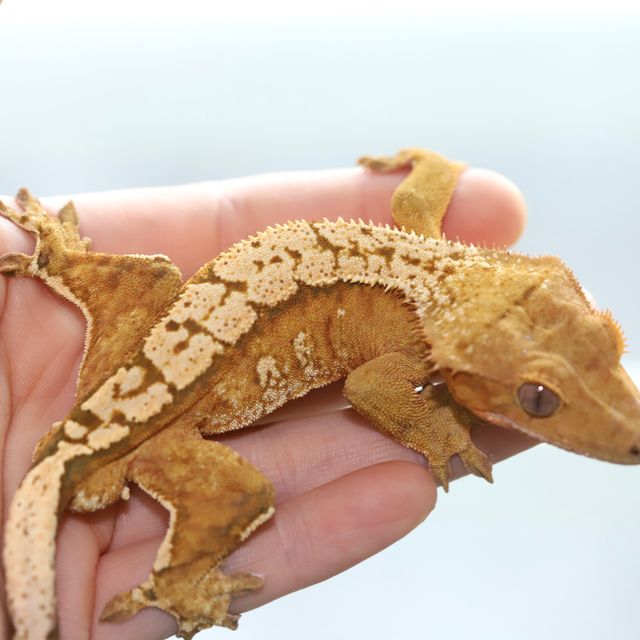 크림 옐로우 크림시클
