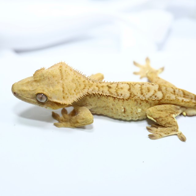 노멀 크림시클 브린들