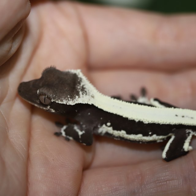 릴잔틱 솔리드백