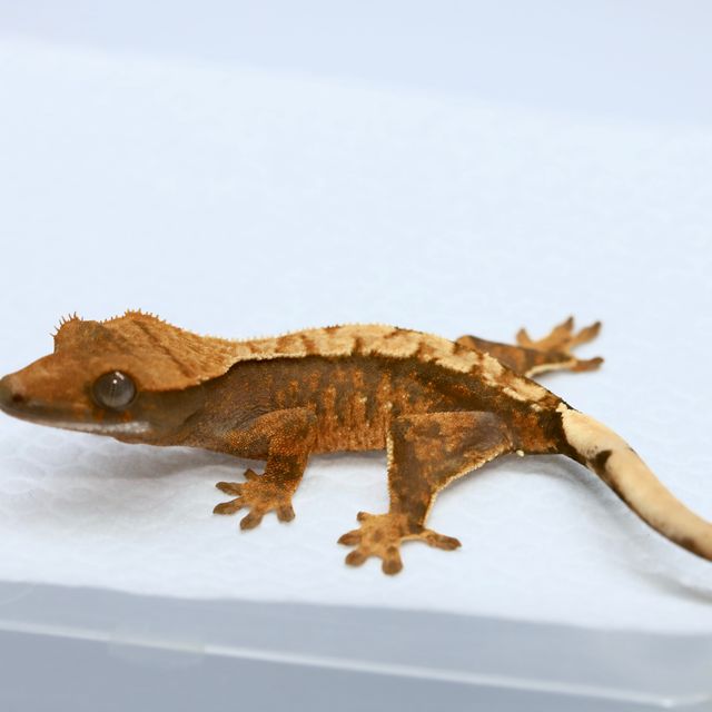 트라이 바브 할로윈
