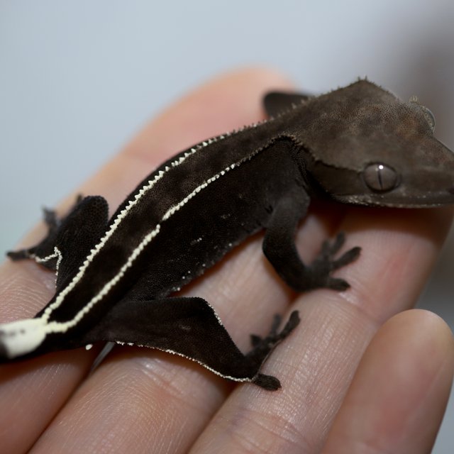 아잔틱 풀핀 핀스트라이프