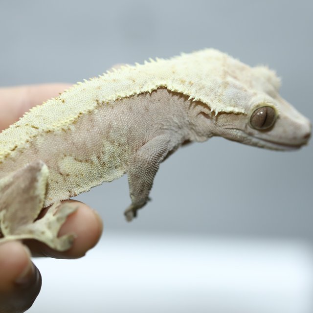 노멀 크림시클 스트로베리 크림