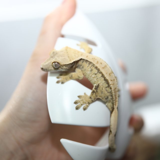 노멀 드리피 화이트스팟