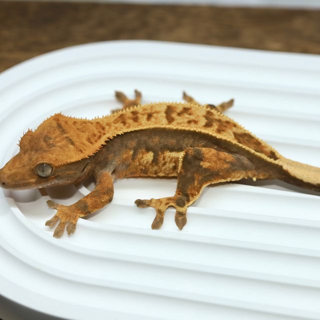 풀핀