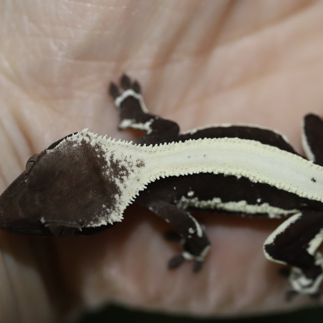 릴잔틱 솔리드백