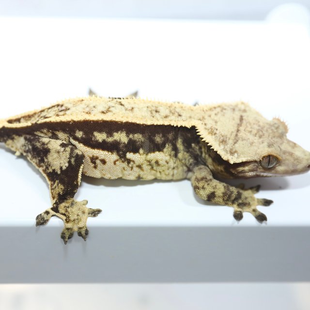 노멀 블랙 화이트 쿼드