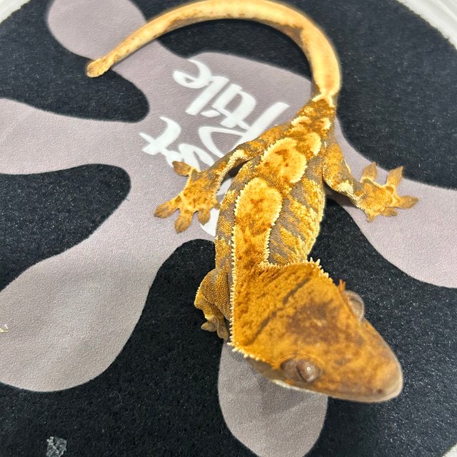 트라이 익스트림할리퀸