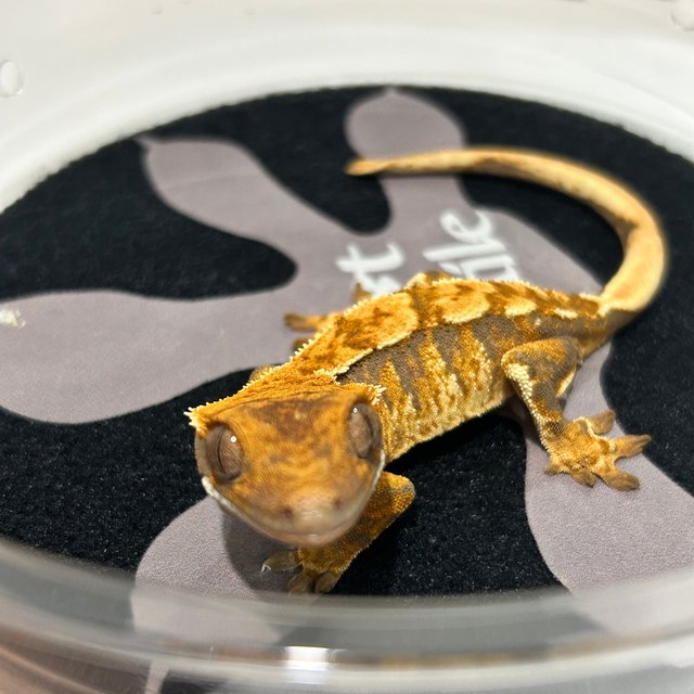 트라이 익스트림할리퀸