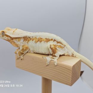 릴리화이트 크림시클
