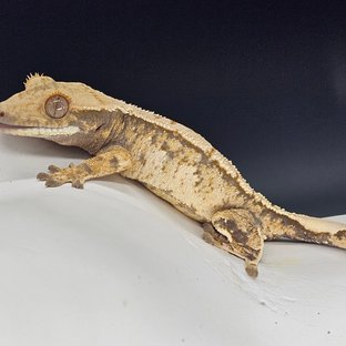 트라이 익스트림할리퀸 노멀