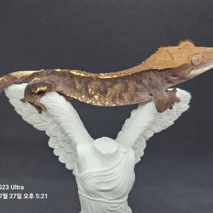 카푸치노