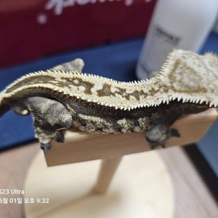노멀 쿼드 핀스트라이프 엠티백