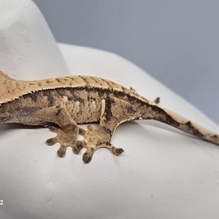 노멀 트라이 익스트림할리퀸