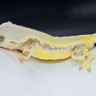 릴리화이트 크림시클