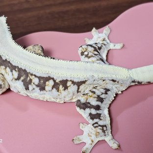 백설