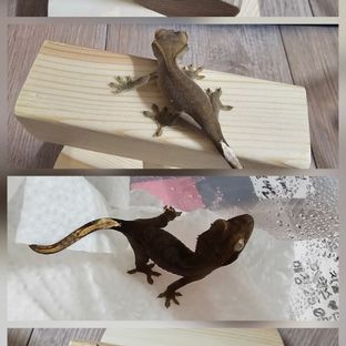 카푸치노 챠콜