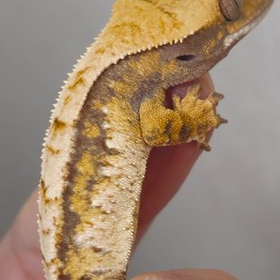 트라이 익스트림할리퀸