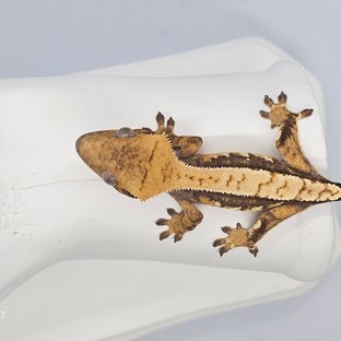 노멀 쿼드 트라이