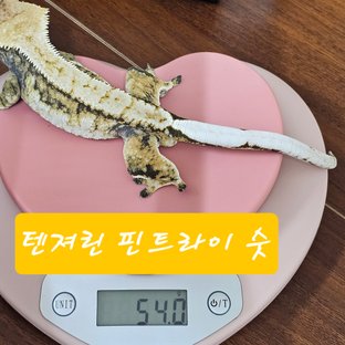 아르노