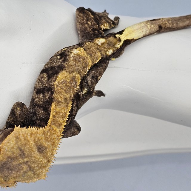 트라이 카푸치노