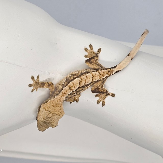 트라이 익스트림할리퀸 화이트스팟