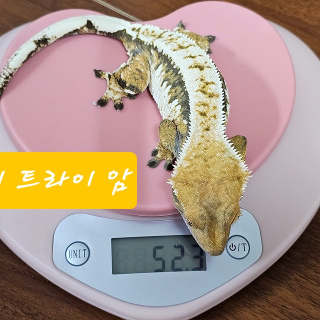 노멀 트라이 익스트림할리퀸